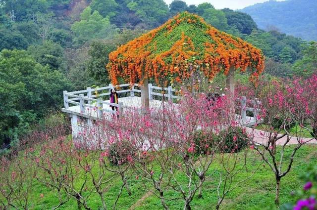 现在鸣春谷还有网红呐喊喷泉唤彩虹 明珠楼景区建筑古色古香 有一种