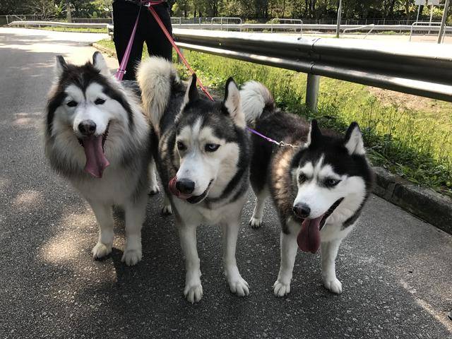 哈士奇与阿拉斯加差距大,学会这7点辨认方式,不再认错雪橇犬!