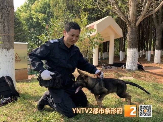 公安部昆明警犬基地研究员 万九生:"它需要有警用潜质,成为警犬.