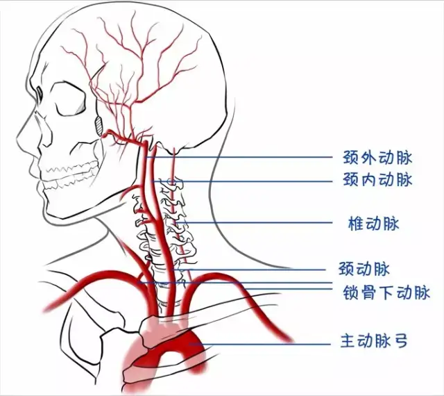 颈动脉是在颈部能够摸到的大血管,从心脏主动脉发出,左右各一根,向
