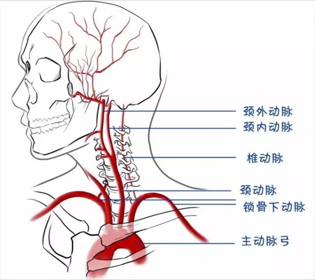 从心脏主动脉发出,左右各一根,向双侧大脑半球供血