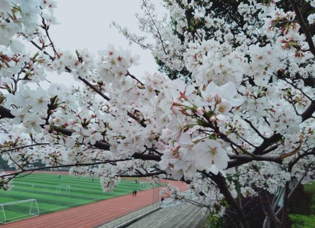 春天来临,各处赏樱之地,均进入盛花期,武昌理工学院2013年建成的樱花