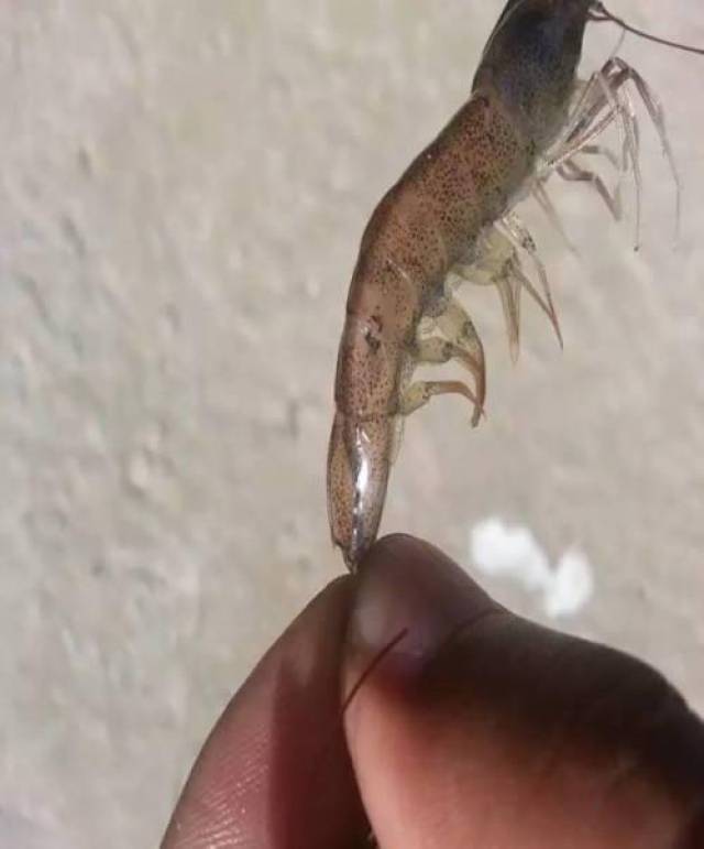脱壳困难这些问题是受蜕皮激素影响的,蜕皮激素是对虾等甲壳类生长发