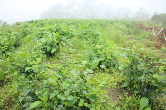 兴业葵山天泉瀑布·双龙园景区 特色勒头菜种植基地 了解一下~ 那里