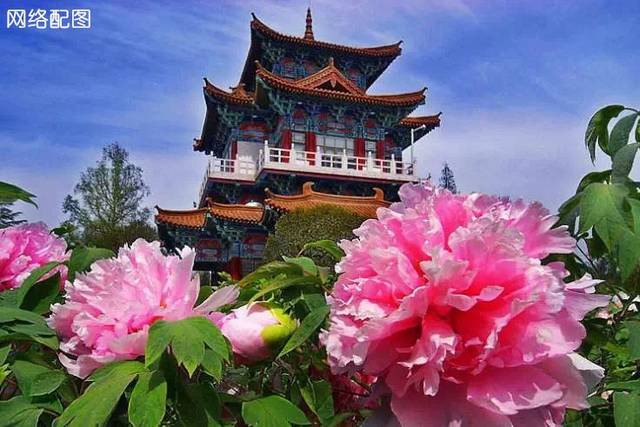 【话洛阳】第37届中国洛阳牡丹文化节总体工作方案确定