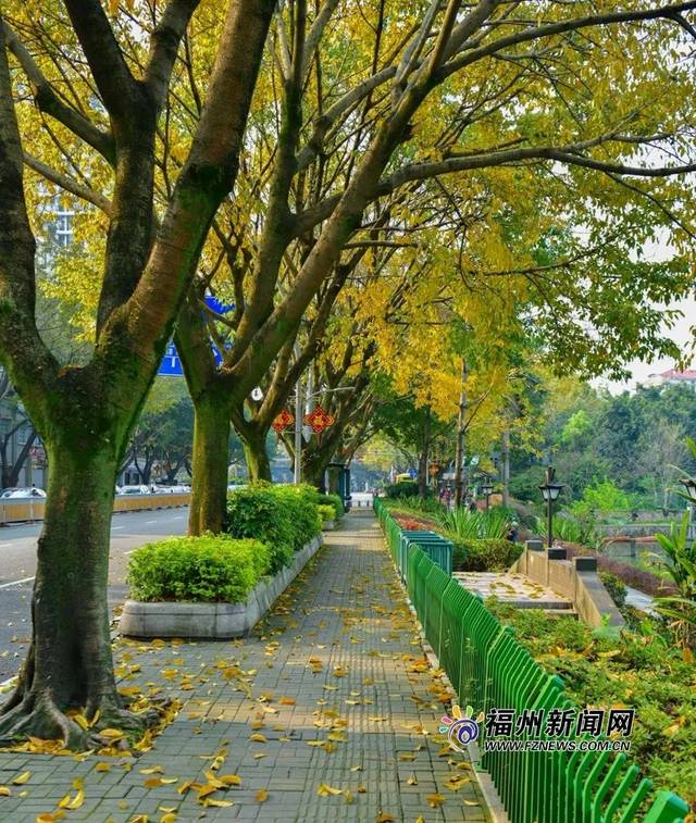 福州春天的大街小巷,满地黄灿灿的落叶,它们随风飘舞,缓缓落在地上