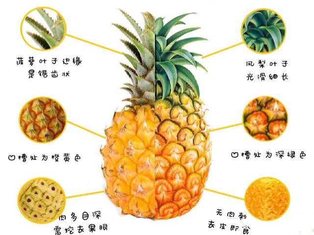 我来告诉你为什么凤梨比菠萝贵那么多?_手机搜狐网