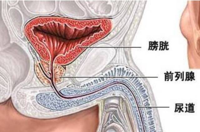 所以,相对于女性尿路感染的频发,男性发生尿路感染的几率,天然就要小