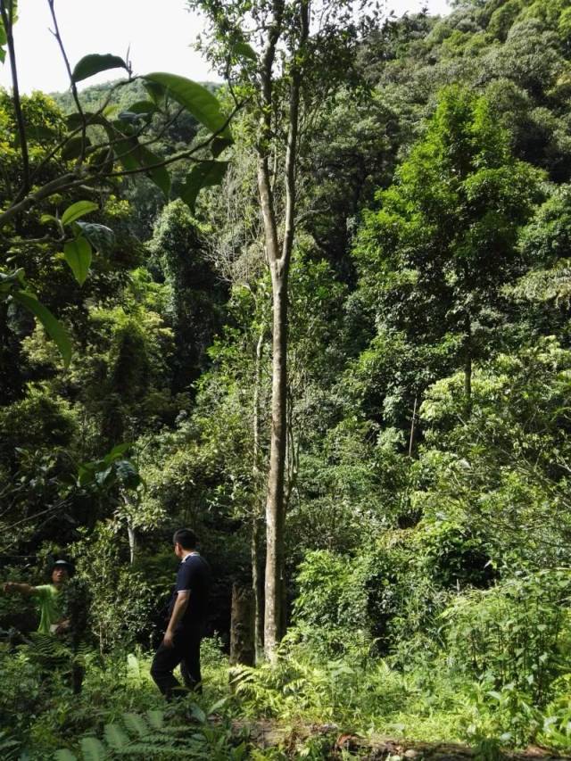 易武密码 易武,会有山头超越薄荷塘吗(八)