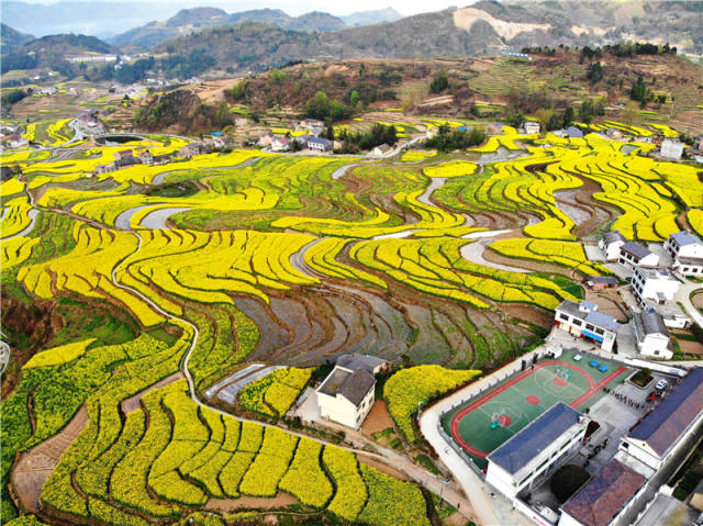 阳春三月安康汉阴凤堰古梯田,油菜花海是这里春天最美