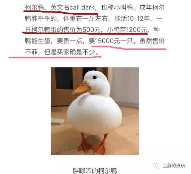 王思聪果然是商业奇才,一万五买的宠物鸭,一个鸭蛋就能赚五百块