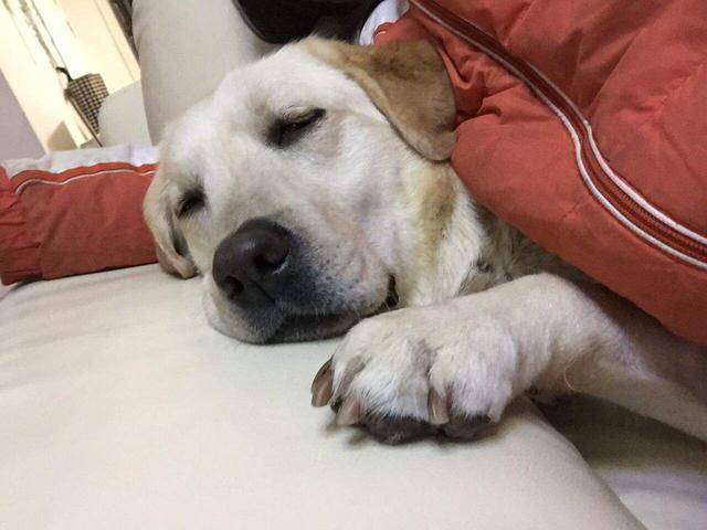 狗吃猫粮会导致牛磺酸中毒?并不会,日常饮食中