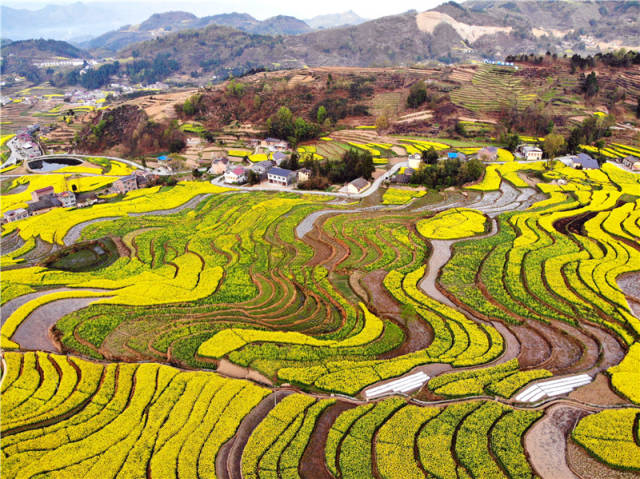 阳春三月安康汉阴凤堰古梯田,油菜花海是这里春天最美