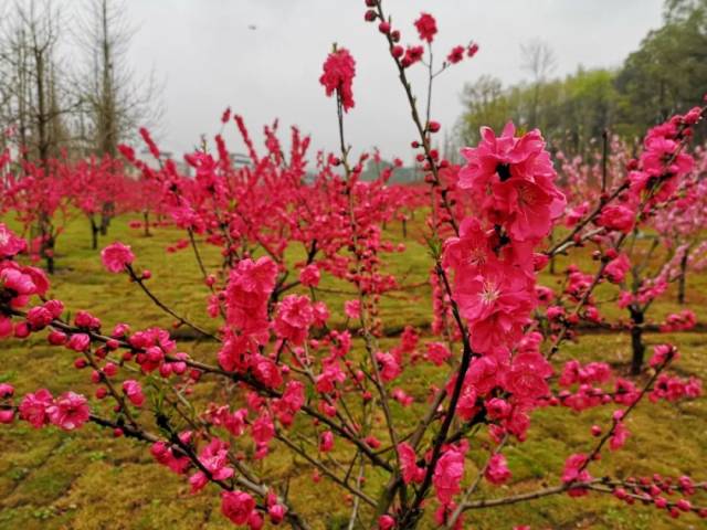 走环山跑步道, 赏大红桃花!义乌这个村四季常美,正是踏青好去处