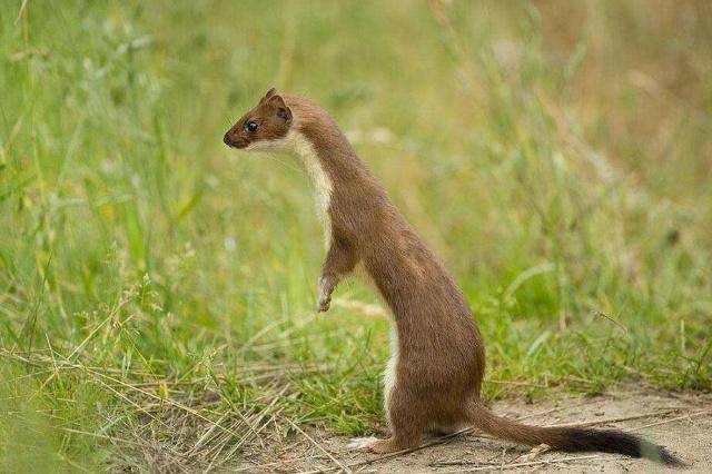 黄鼠狼怎么叫 搜狐网