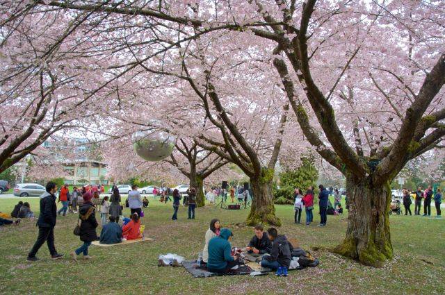 the big picnic 赏樱野餐活动