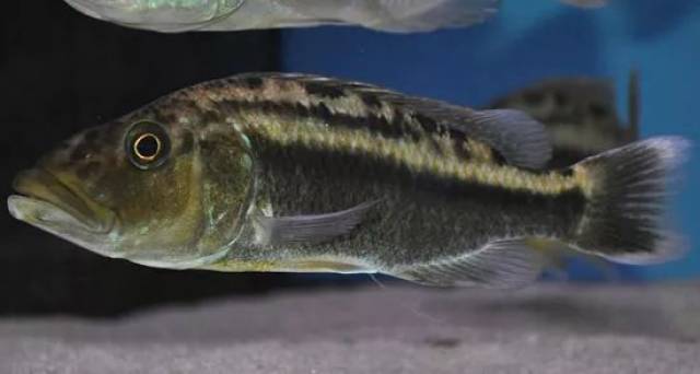 误黑腹暴君 红战神tyrannochromis nigriventa