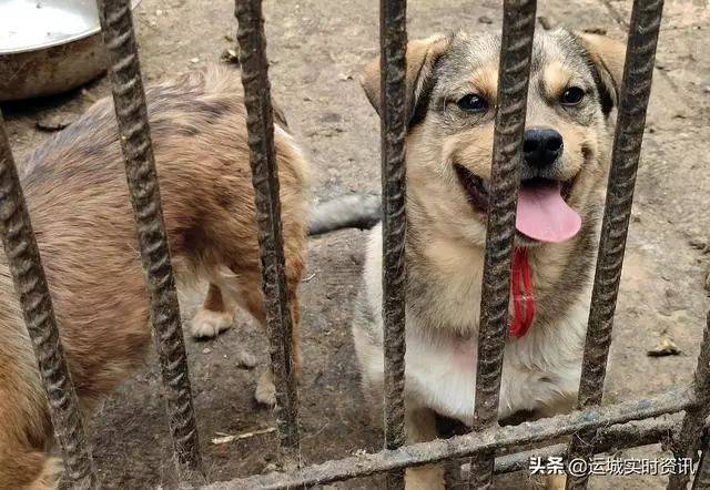 【事发运城】运城这个村成狗贩子们的乐园,为偷狗杀狗