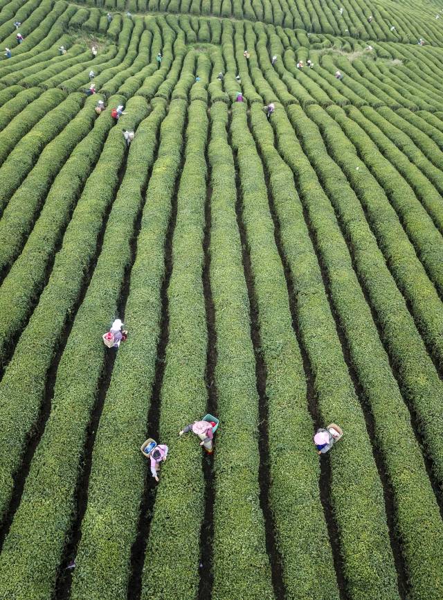 明前茶飘香 茶农采茶忙