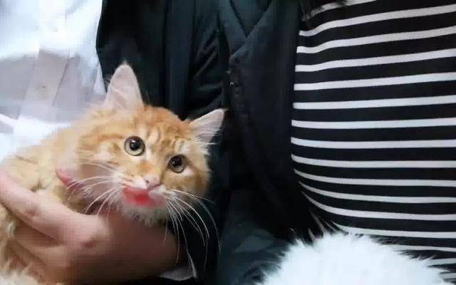 猫咪黑下巴不难治,找对三种原因,铲屎官便能轻