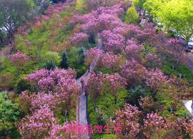 2019赣县樱花节盛大开幕!高空航拍!震撼来袭!