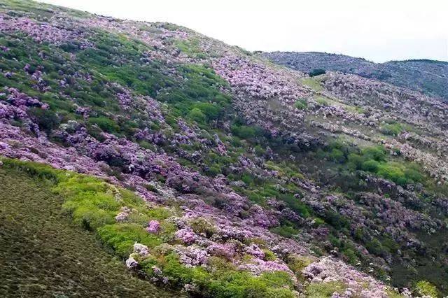 山花漫山遍野铺成开来的时候,春天拖着摇曳的裙襟归来.