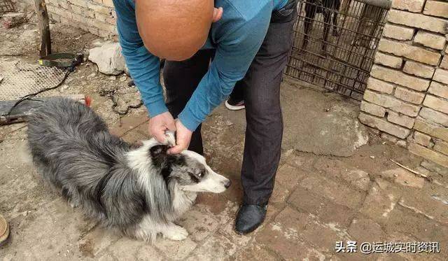 【事发运城】运城这个村成狗贩子们的乐园,为偷狗杀狗