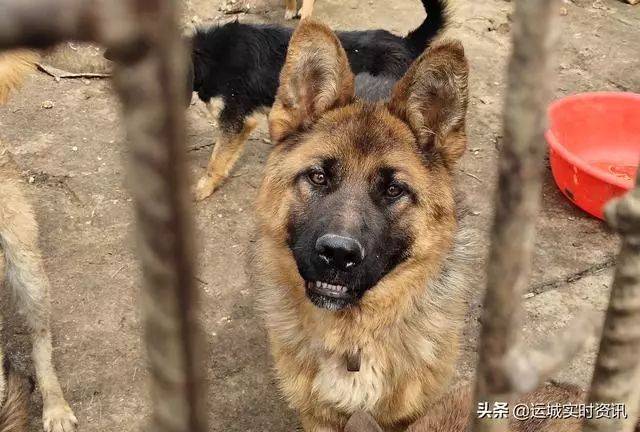 【事发运城】运城这个村成狗贩子们的乐园,为偷狗杀狗