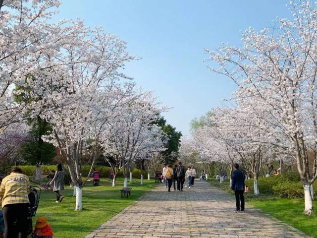 寻芳地点:淹城遗址公园樱花大道