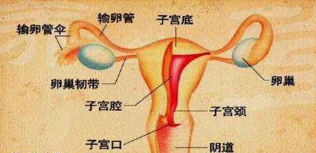 宫寒=癌变几率大 孩子不肯来 肌瘤易复发 婚姻高危机.