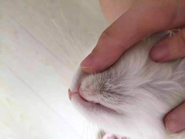 猫咪黑下巴不难治,找对三种原因,铲屎官便能轻