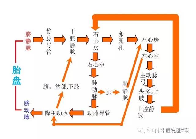 胎儿血液循环