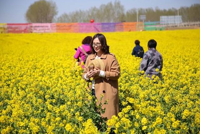 乡村旅游直通车开起来了 带你去兖州牛楼看万亩油菜花