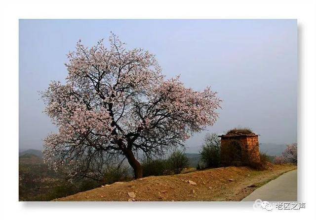 中国武乡分水岭乡首届"杏花节"4月8日举办