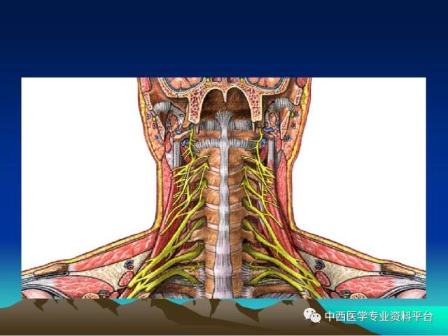 【推荐】颈椎精细解剖及颈椎病