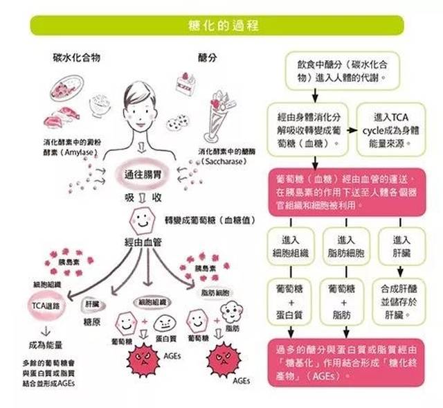 我们先来了解了解糖化过程