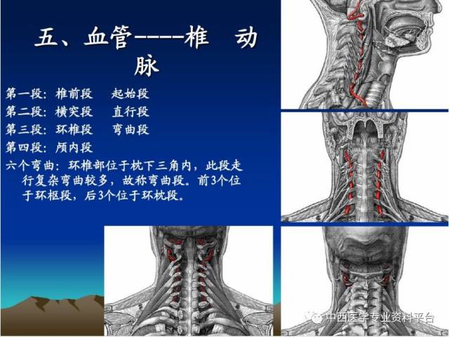 【推荐】颈椎精细解剖及颈椎病