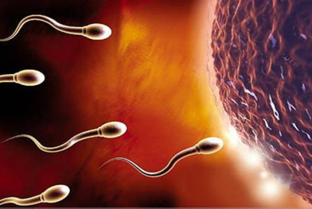 精子和卵子的形成过程揭开神秘面纱背后的真相