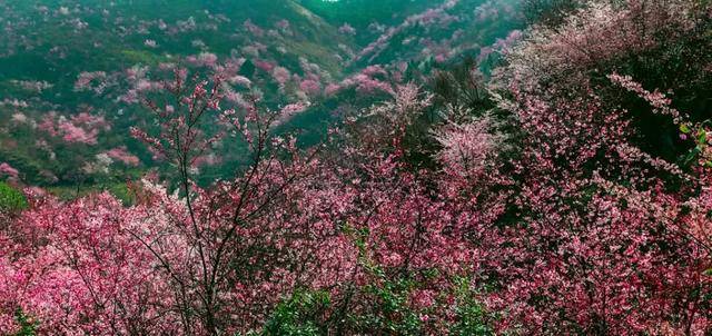 龙泉山樱花谷景区位于崇阳县铜钟乡大岭村,今年由于天气原因,龙泉