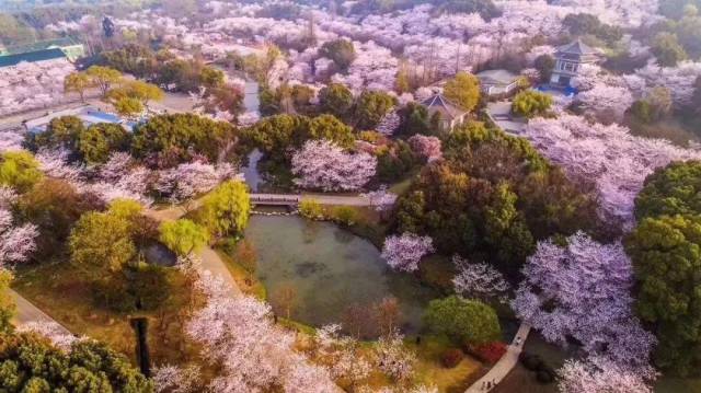 2019鼋头渚国际樱花节时间为 3月1日-5月1日 鼋