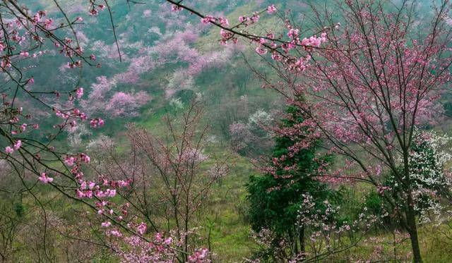 龙泉山樱花谷景区位于崇阳县铜钟乡大岭村,今年由于天气原因,龙泉