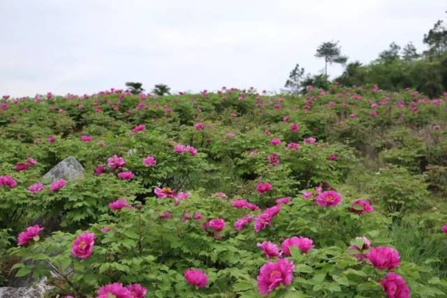 常宁西岭五门首届牡丹花节将在4月6日开幕!_手机搜狐网