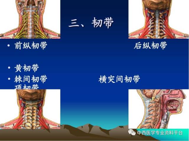 【推荐】颈椎精细解剖及颈椎病