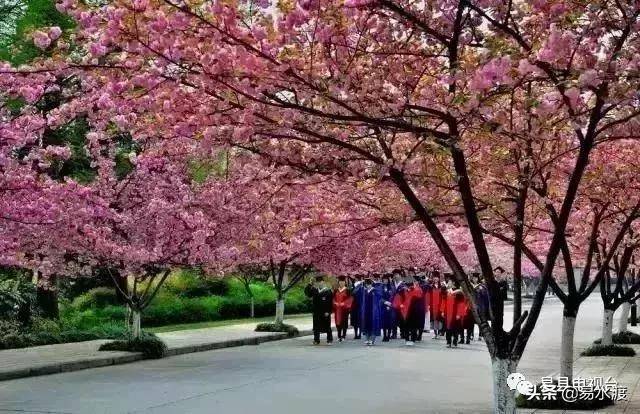 易县狼牙山樱花园,竟然火成了河北最美!