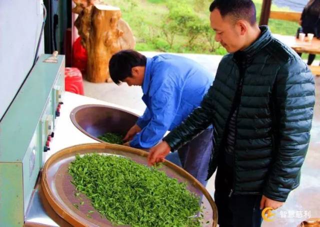 揉茶