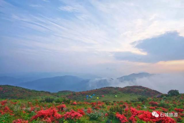 【八卦脑杜鹃花节】4月14日赣州石城杜鹃花节,带您漫游杜鹃花海!