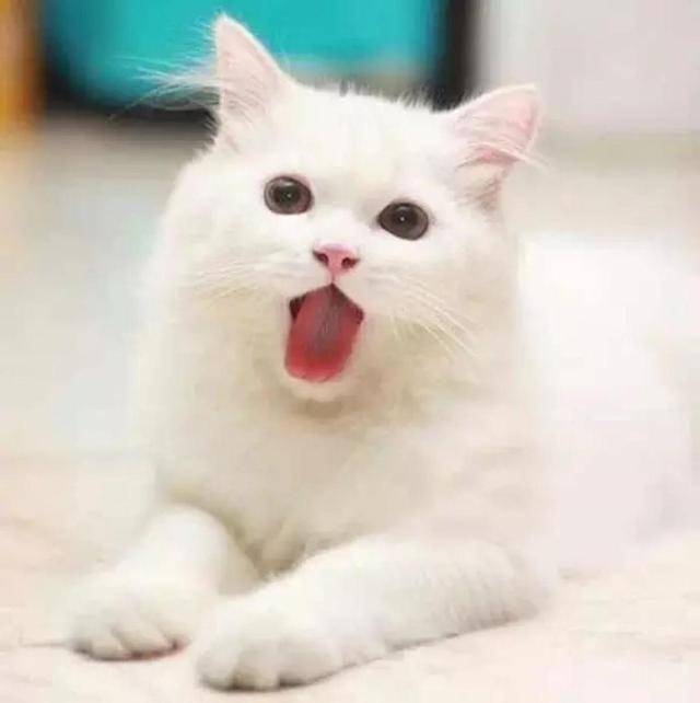 世界十大最萌的宠物猫,有你家的小可爱吗?