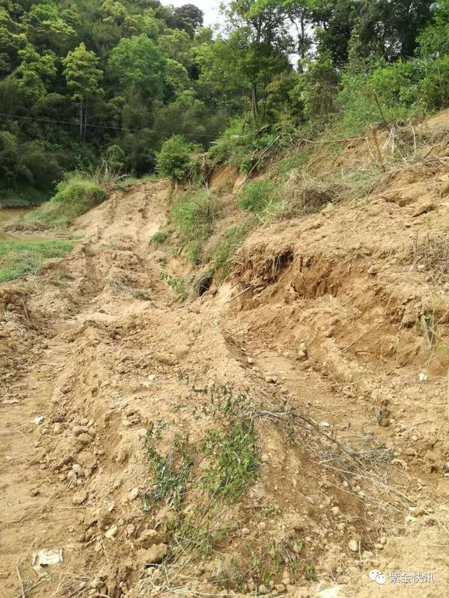 紫金这里大白天竟然有人大胆偷挖河沙.