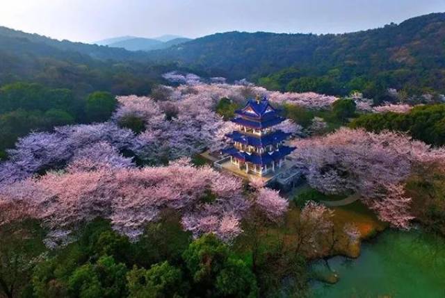 鼋头渚风景区共有樱花树3万多株, 樱花品种百余种,其中不少还是世界