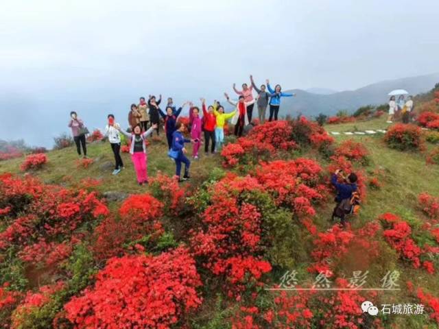 【八卦脑杜鹃花节】4月14日赣州石城杜鹃花节,带您漫游杜鹃花海!